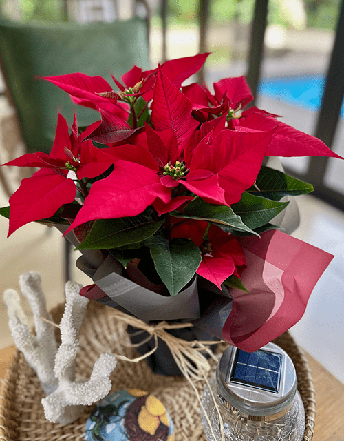 Christmas Poinsettia in Cellophane Wrapping - Impala Online