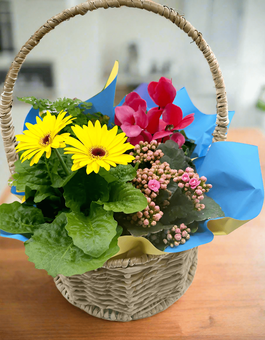 Colourful Plant Basket - Impala Online