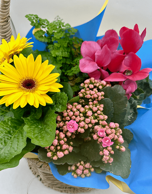 Colourful Plant Basket - Impala Online