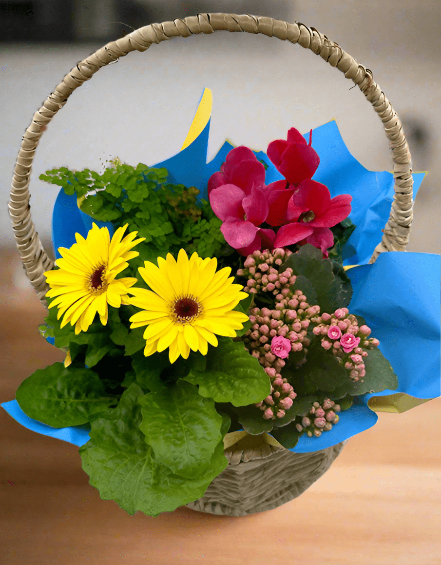 Colourful Plant Basket - Impala Online