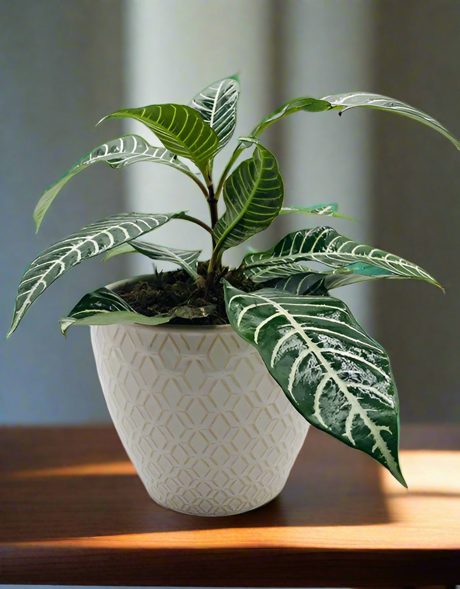 Zebra Lush Pot - Impala Online